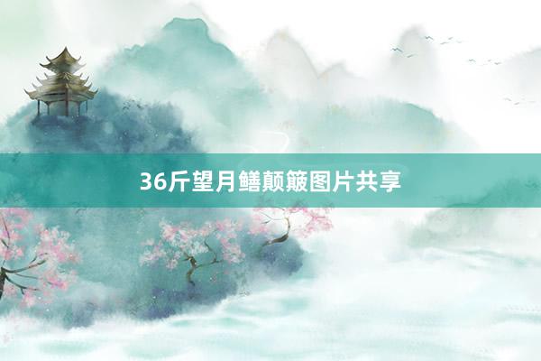 36斤望月鳝颠簸图片共享