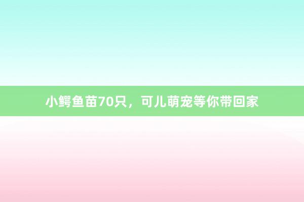 小鳄鱼苗70只,可儿萌宠等你带回家